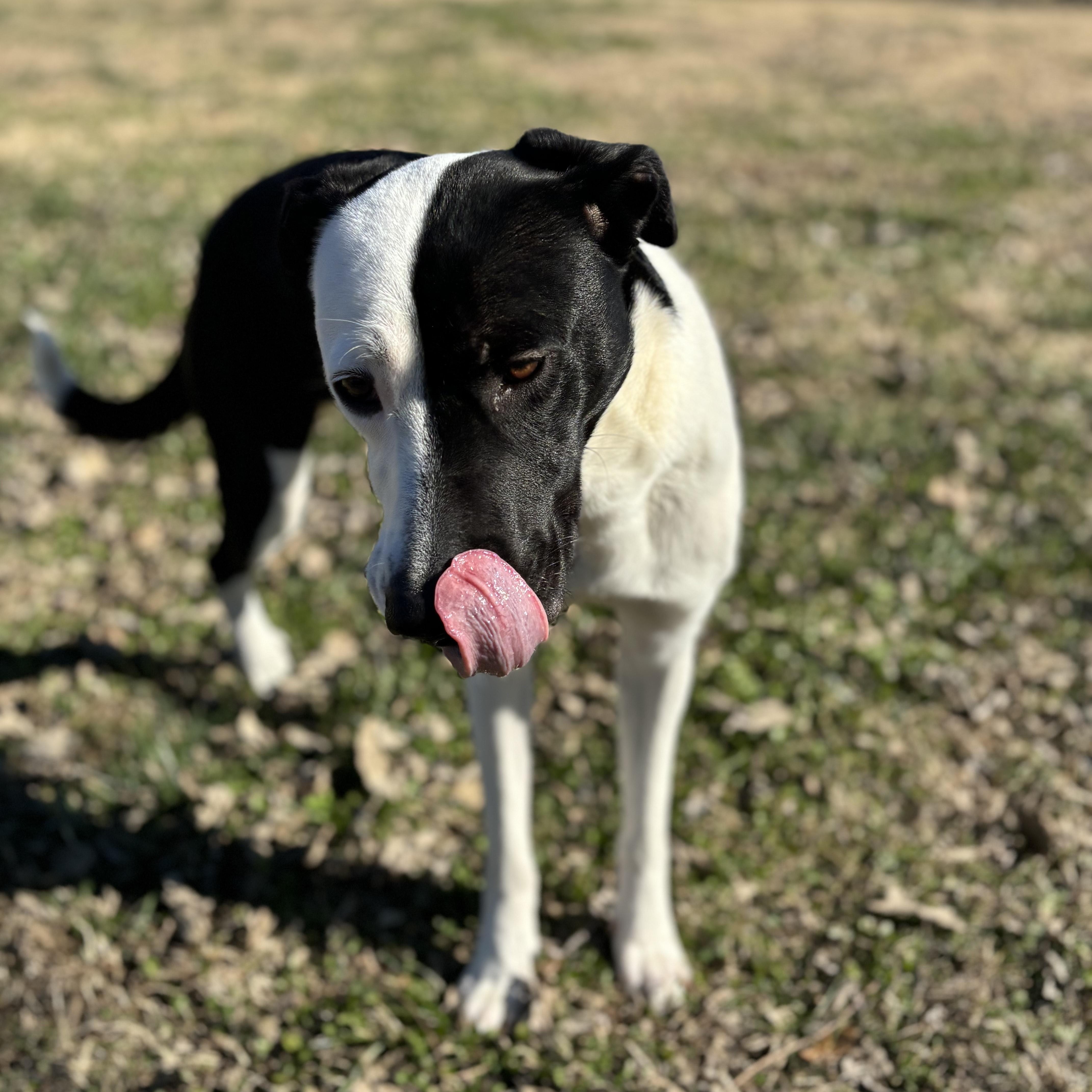Enlarge MoonPie, a ADOPTABLE mixed breed in Lowell, AR image 6/6