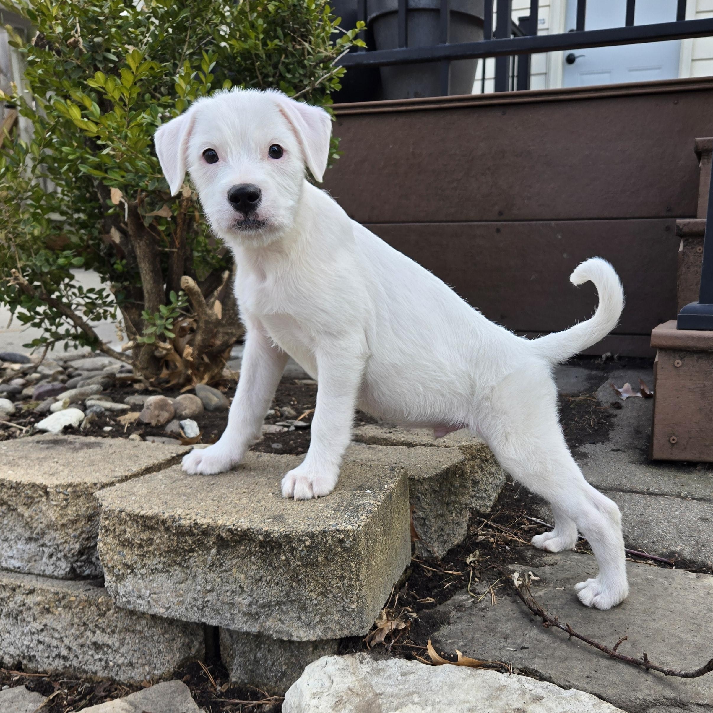 Calamari, adopted, Puppy Male Wirehaired Terrier.