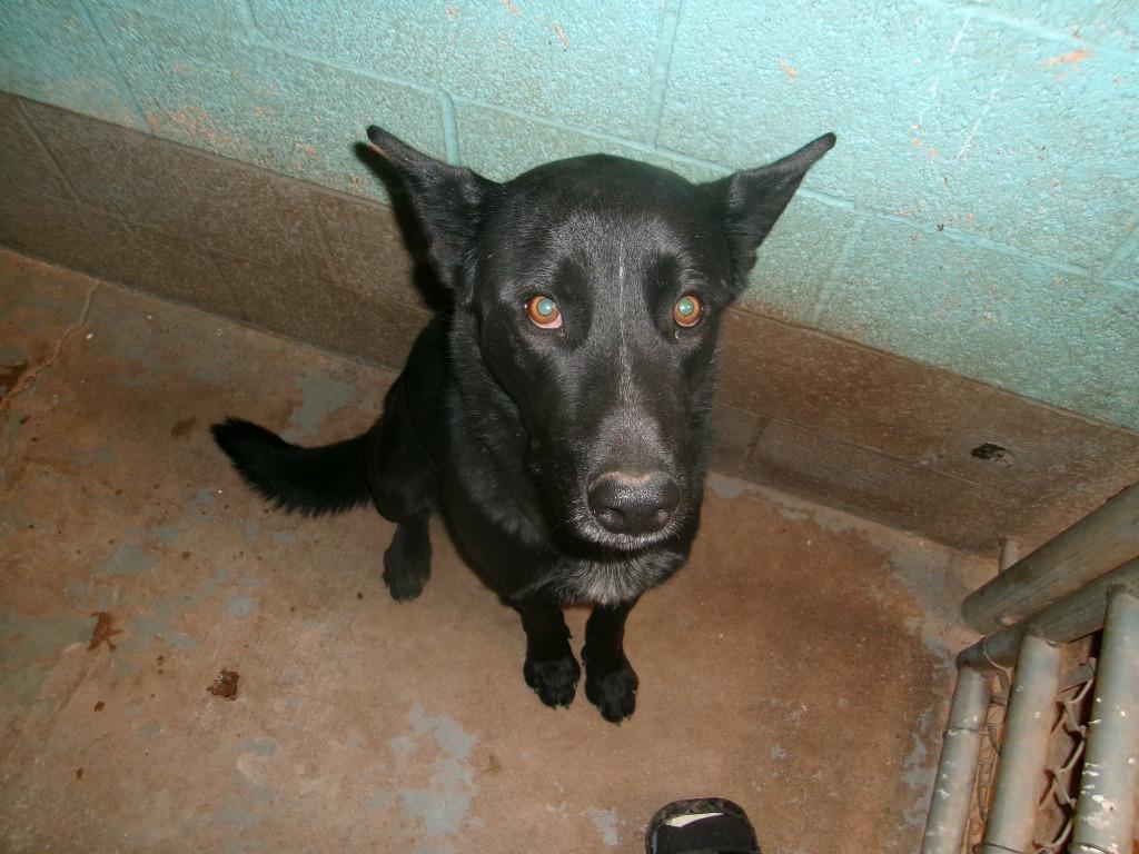 Enlarge Shadow, a Adoptable Shepherd in Winslow, AZ image 1/1