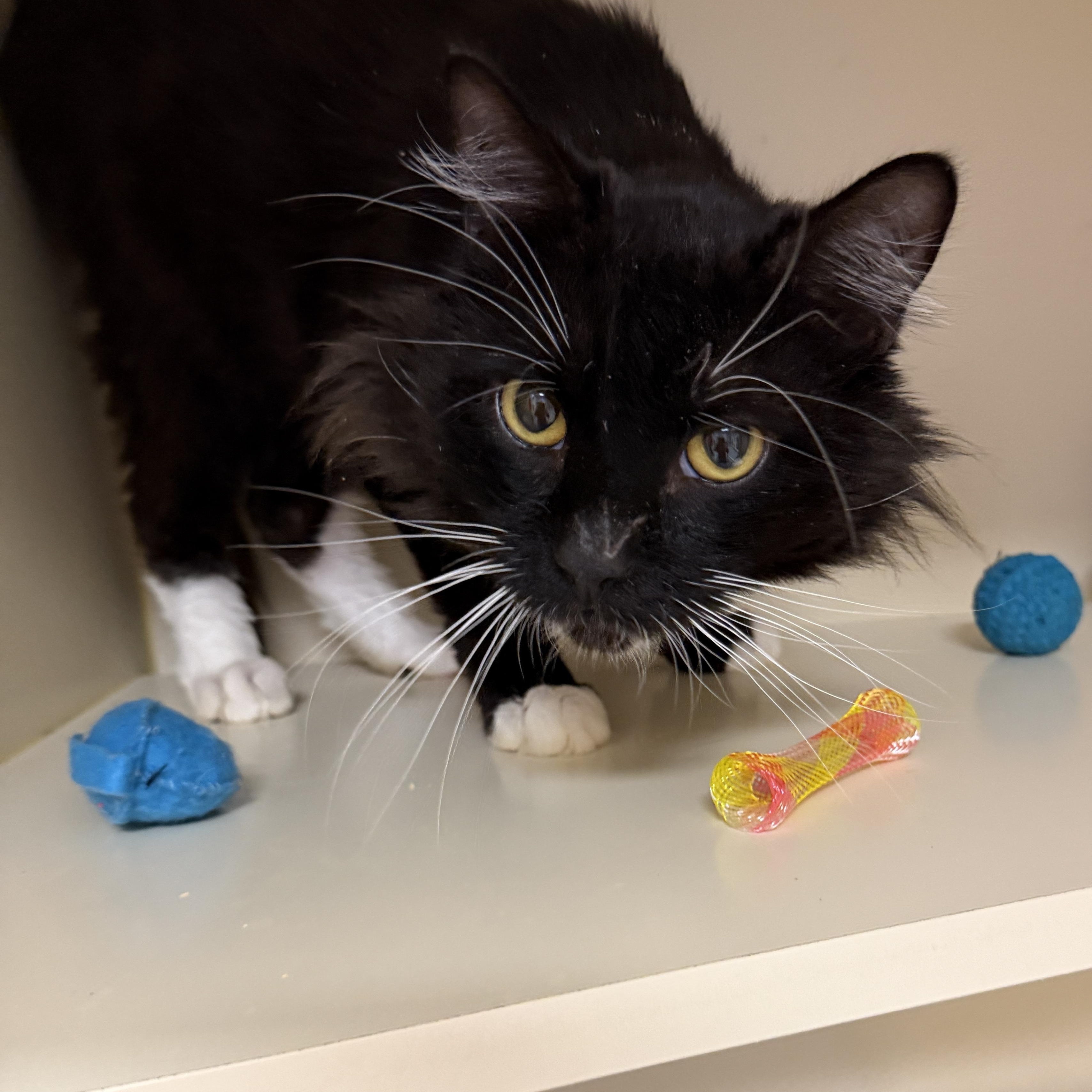 Enlarge Sable, an adoptable Domestic Short Hair in Elyria, OH image 3/5