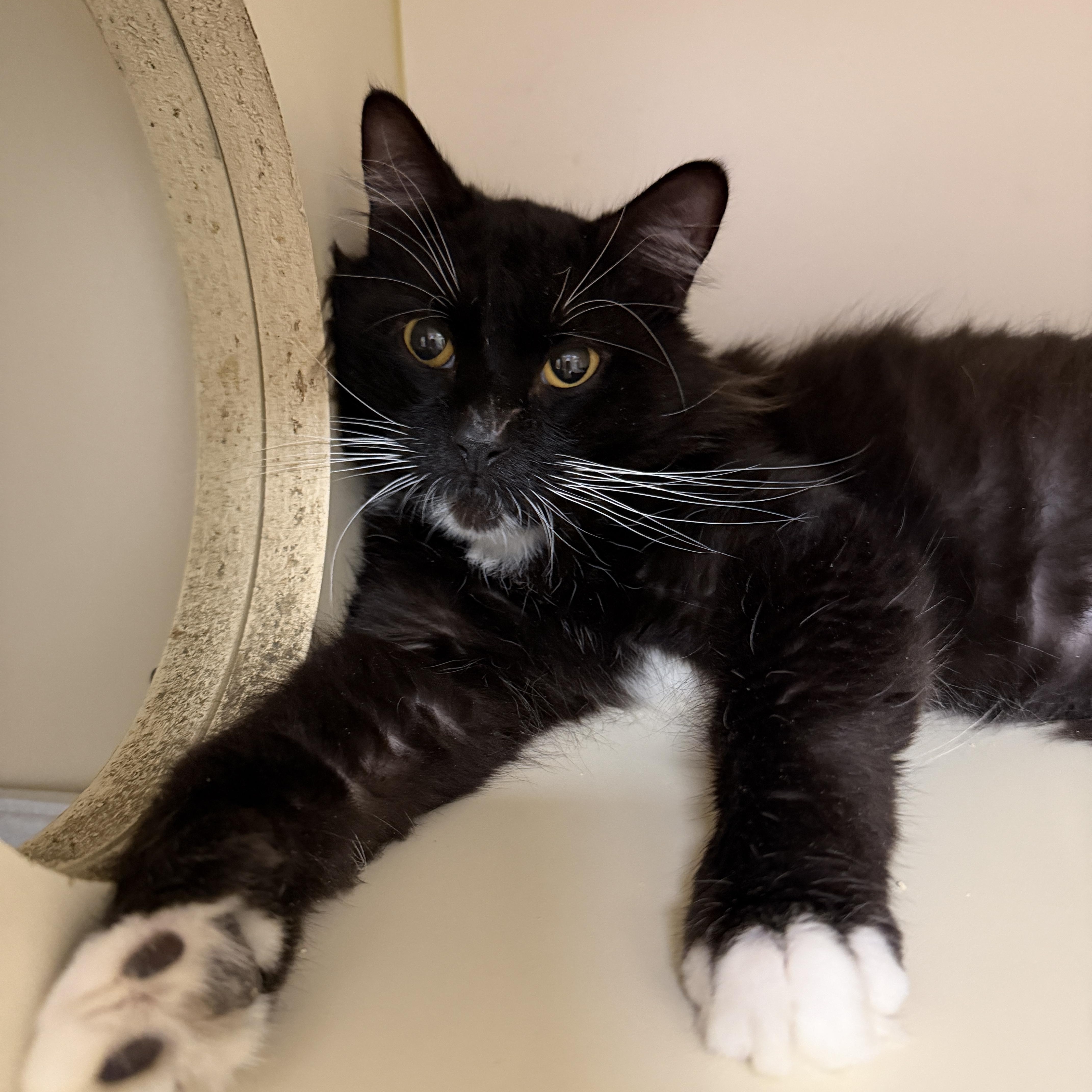 Enlarge Sable, an adoptable Domestic Short Hair in Elyria, OH image 5/5