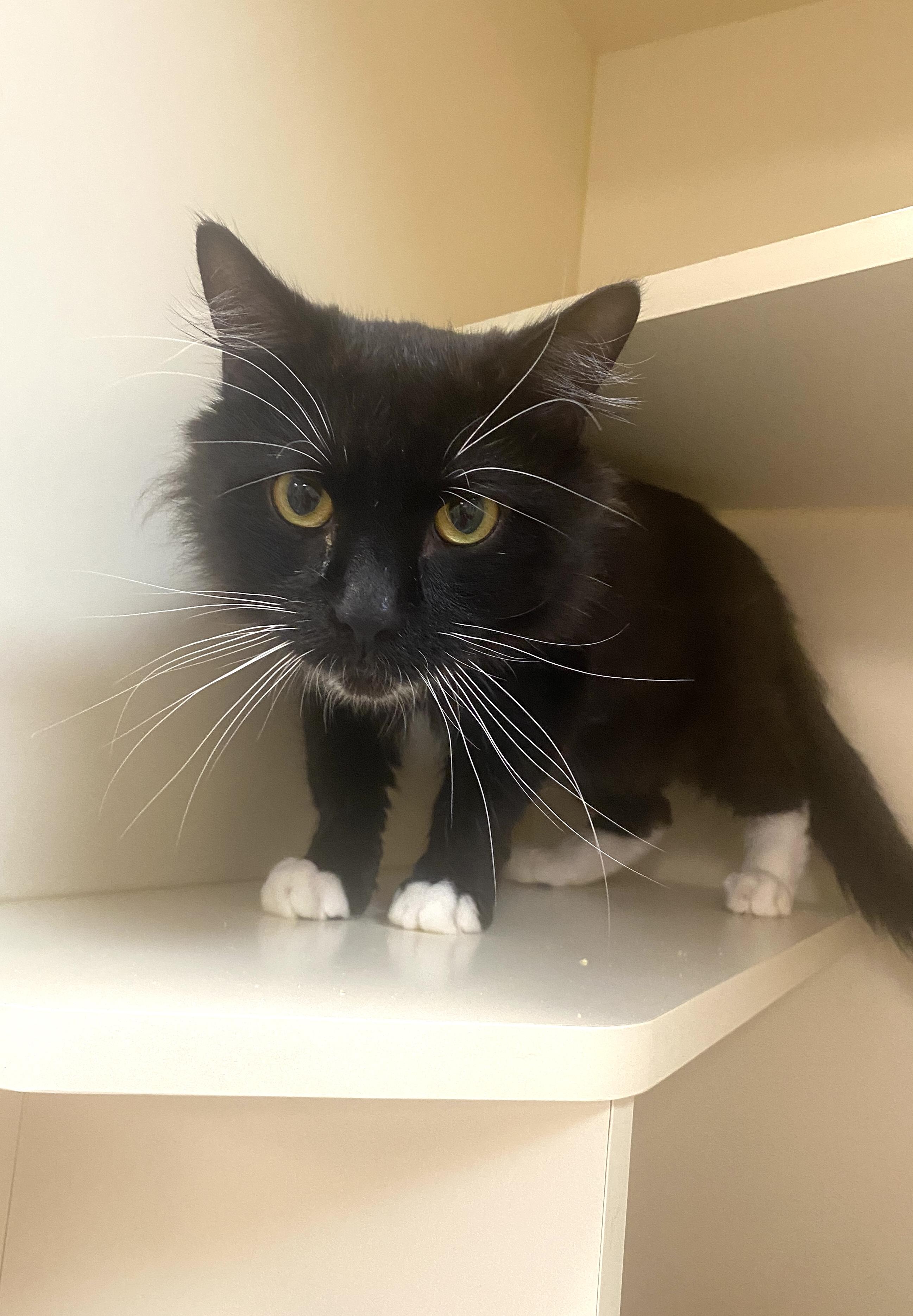 Enlarge Sable, an adoptable Domestic Short Hair in Elyria, OH image 4/5