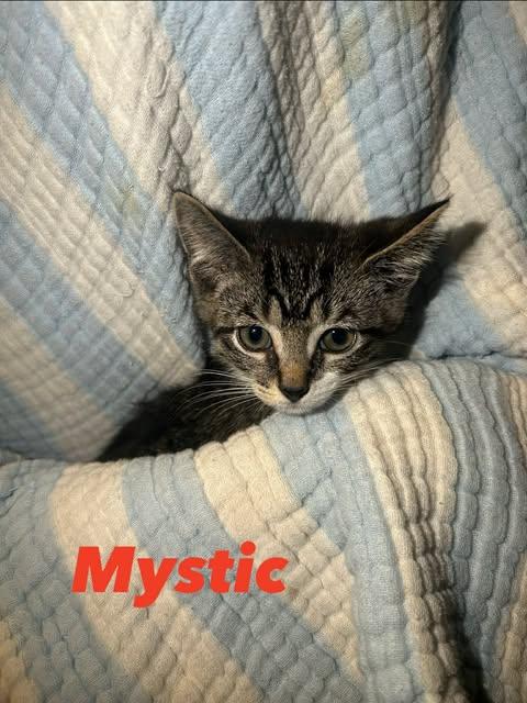 Enlarge Mystic, a Adoptable Domestic Short Hair in Davison, MI image 2/2