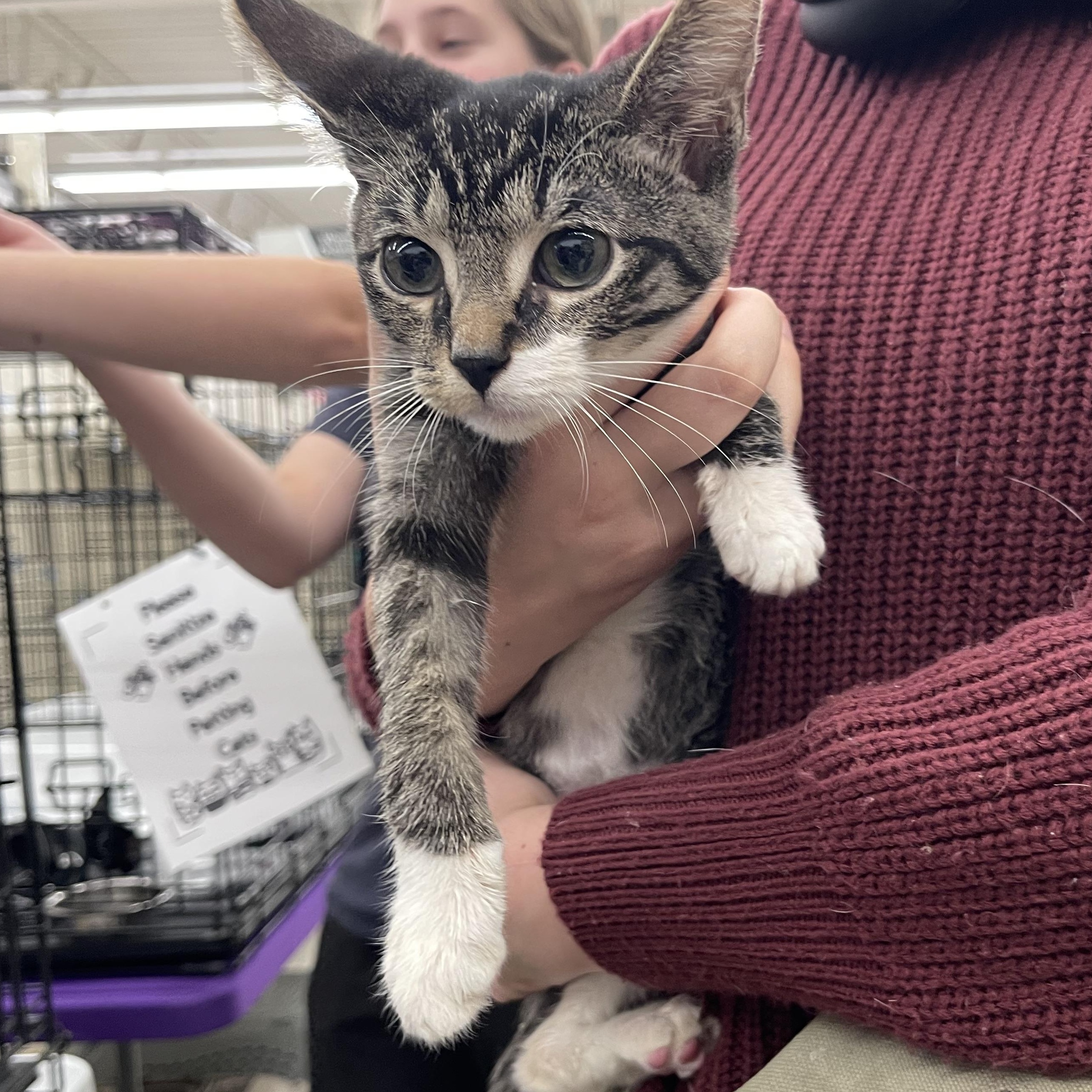 Enlarge Mystic, a Adoptable Domestic Short Hair in Davison, MI image 1/2