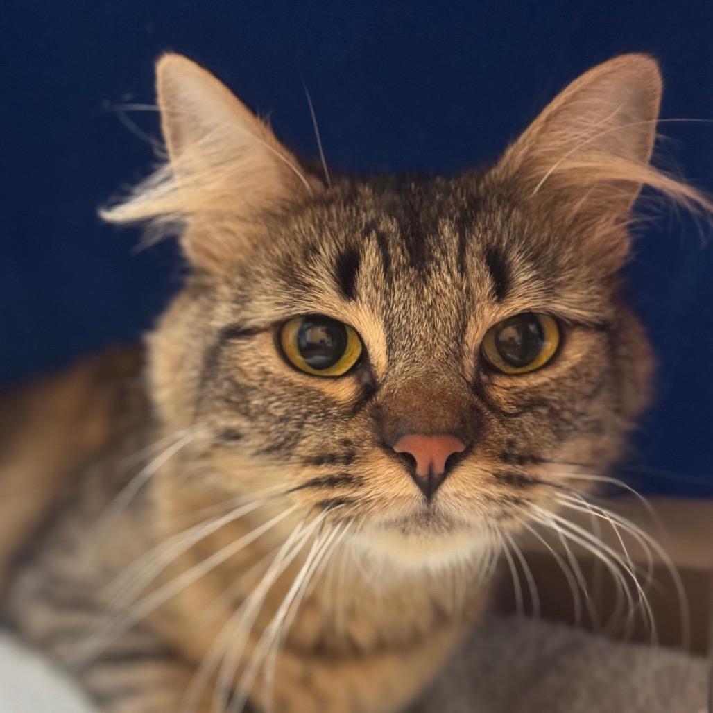 Kanga, Adoptable, Young Female Domestic Short Hair.