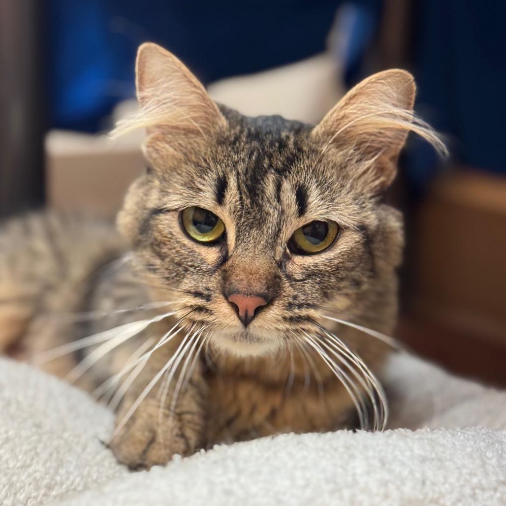 Enlarge Kanga, a Adoptable Domestic Short Hair in Santa Barbara, CA image 2/3