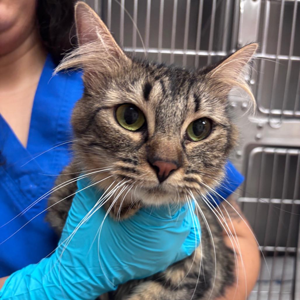 Enlarge Kanga, a Adoptable Domestic Short Hair in Santa Barbara, CA image 3/3