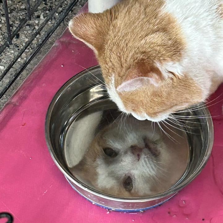 Enlarge Owen, an adopted Domestic Short Hair in Wilmington, OH image 4/4