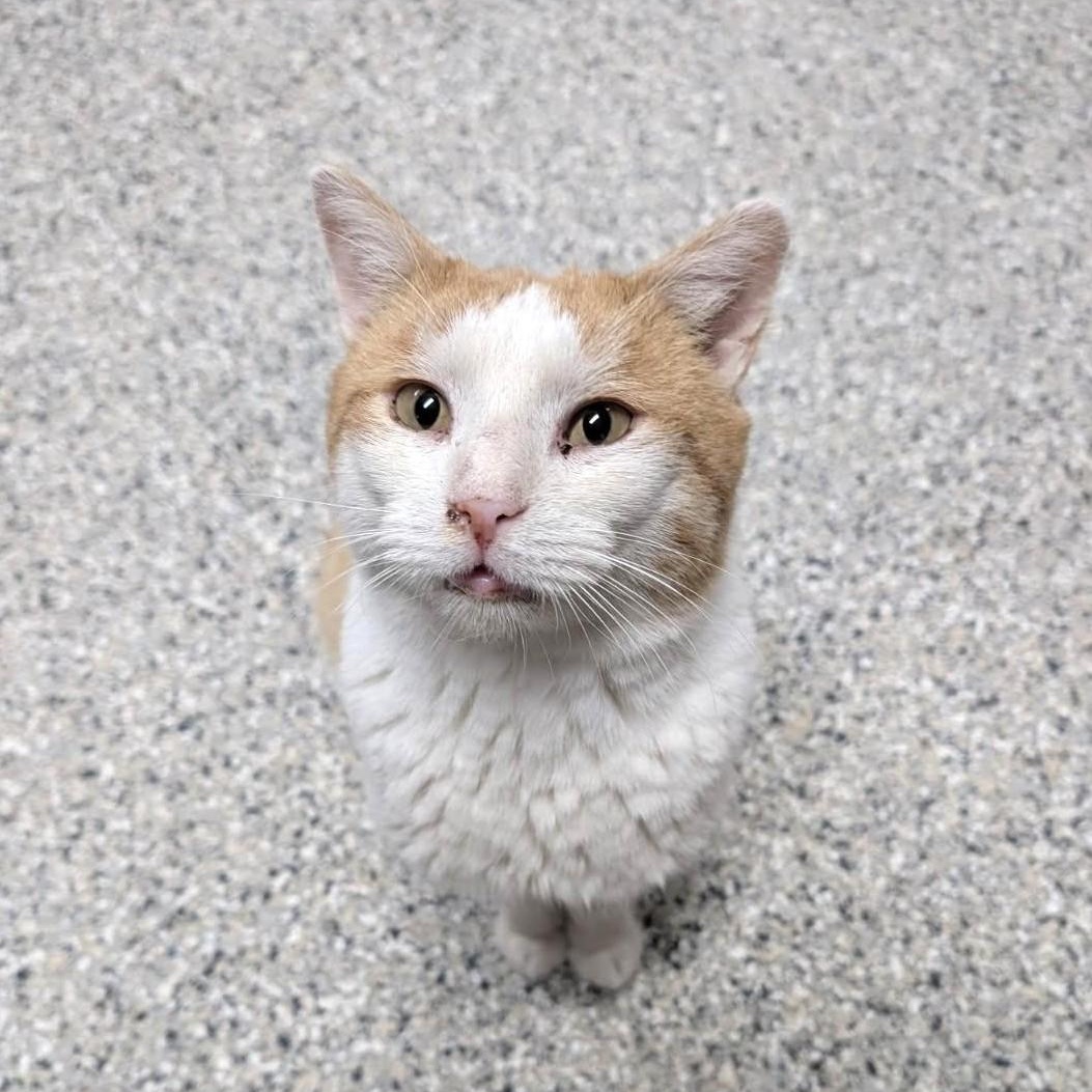 Enlarge Owen, an adopted Domestic Short Hair in Wilmington, OH image 3/4