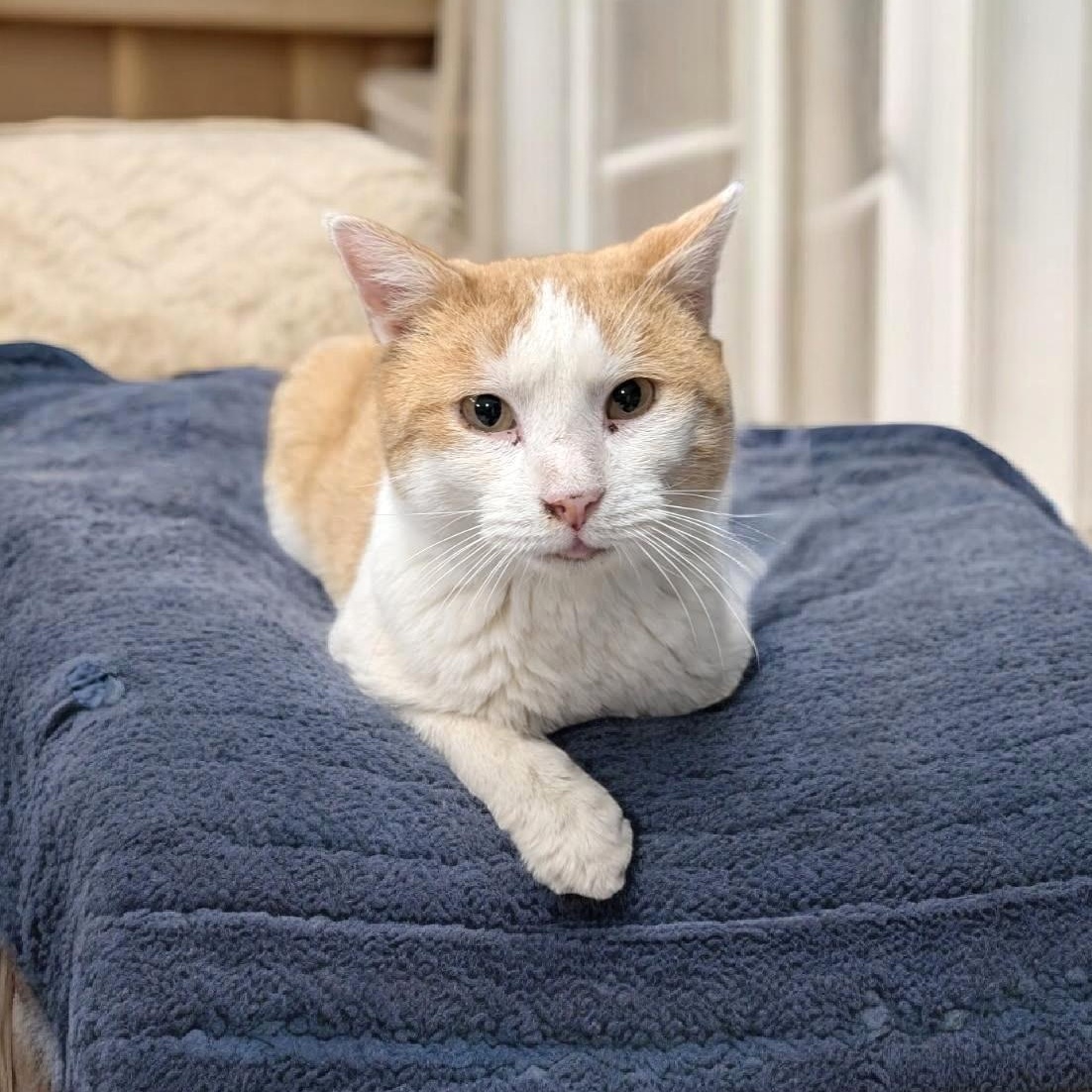 Enlarge Owen, an adopted Domestic Short Hair in Wilmington, OH image 2/4