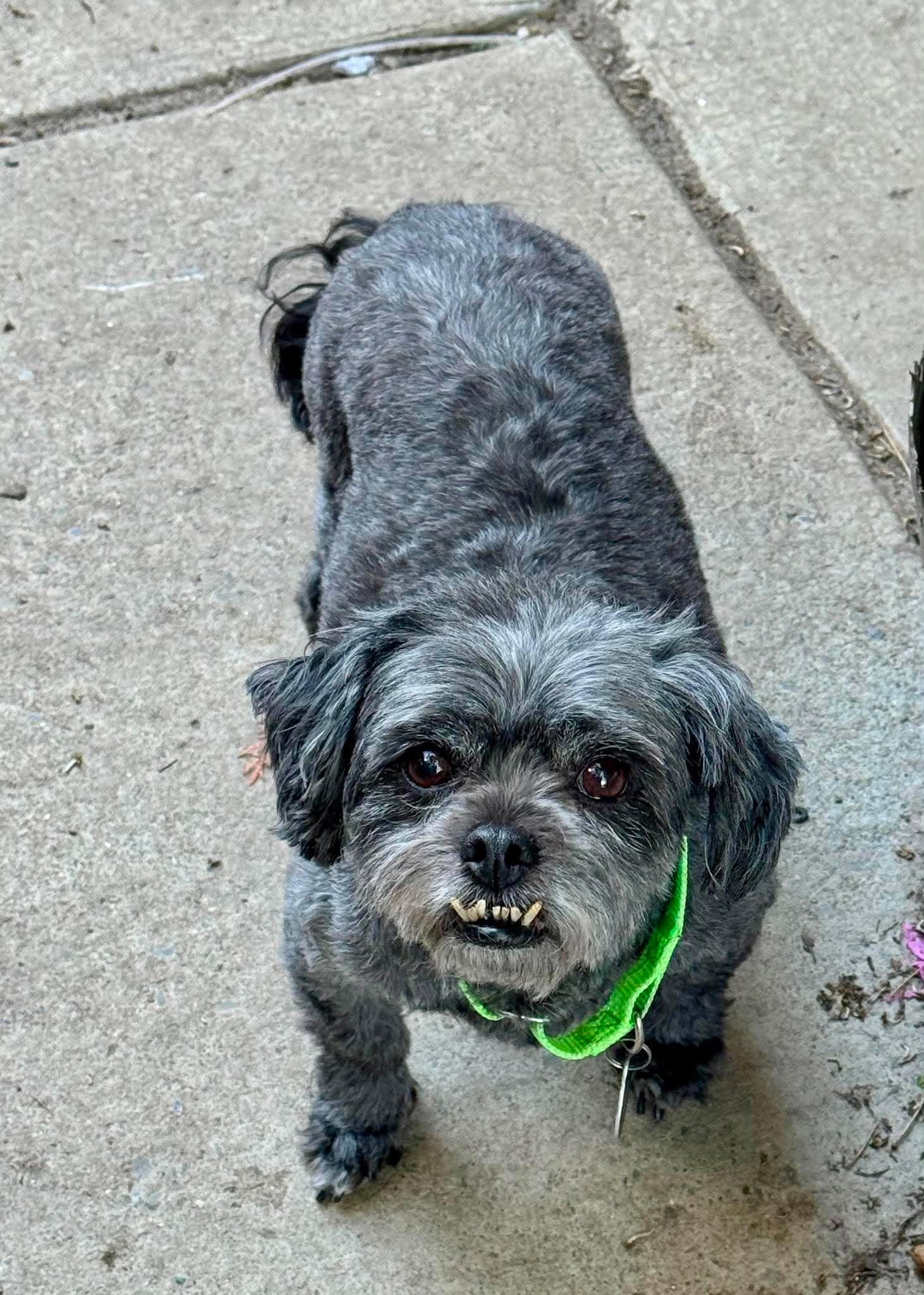 Buffy, a Adoptable Shih Tzu in Buffalo, NY image 1/2