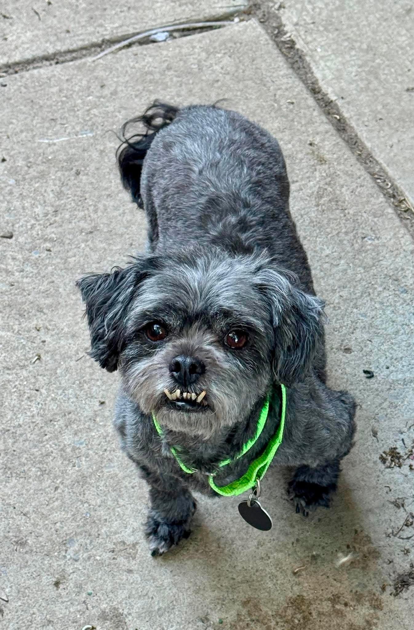 Buffy, a Adoptable Shih Tzu in Buffalo, NY image 2/2