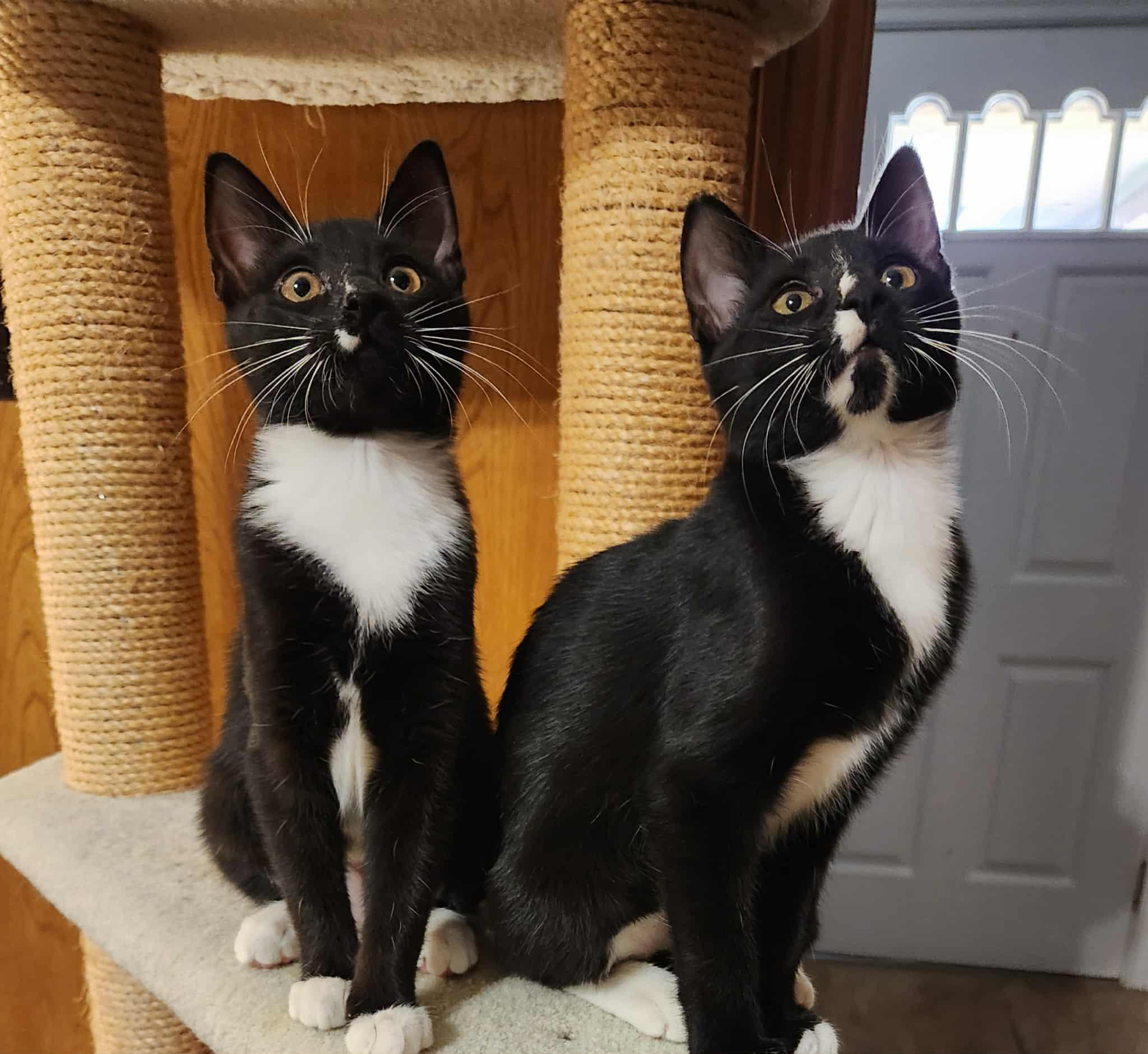 Jenna, adopted, Young Female Domestic Short Hair.