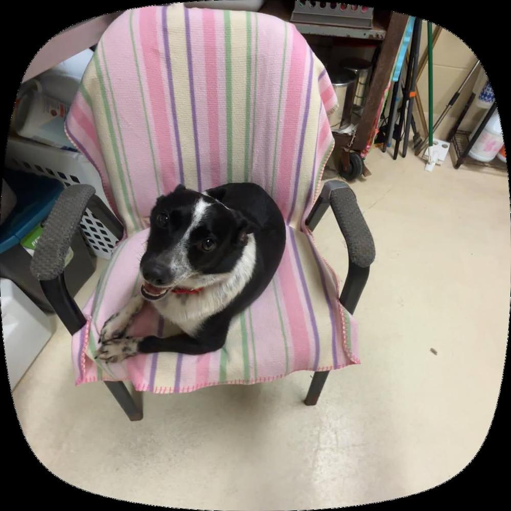 Bosco, Adoptable, Adult Male Australian Cattle Dog / Blue Heeler & Mixed Breed.