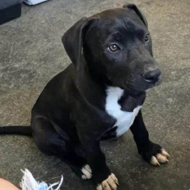 Enlarge Chuck Norris, a Adoptable mixed breed in Rogersville, MO image 2/3