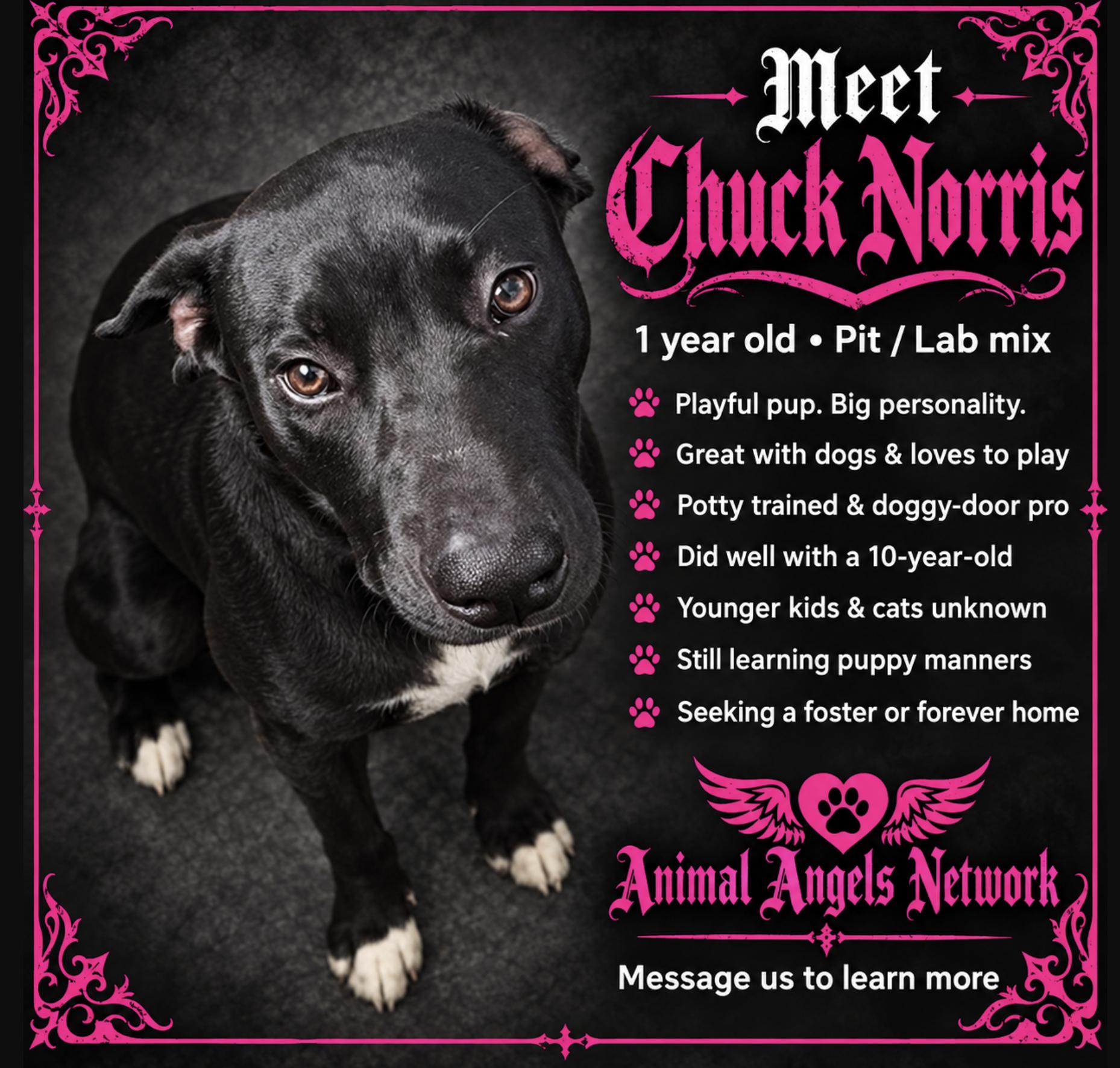 Enlarge Chuck Norris, a Adoptable mixed breed in Rogersville, MO image 1/3