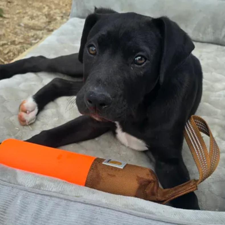 Enlarge Chuck Norris, a Adoptable mixed breed in Rogersville, MO image 3/3