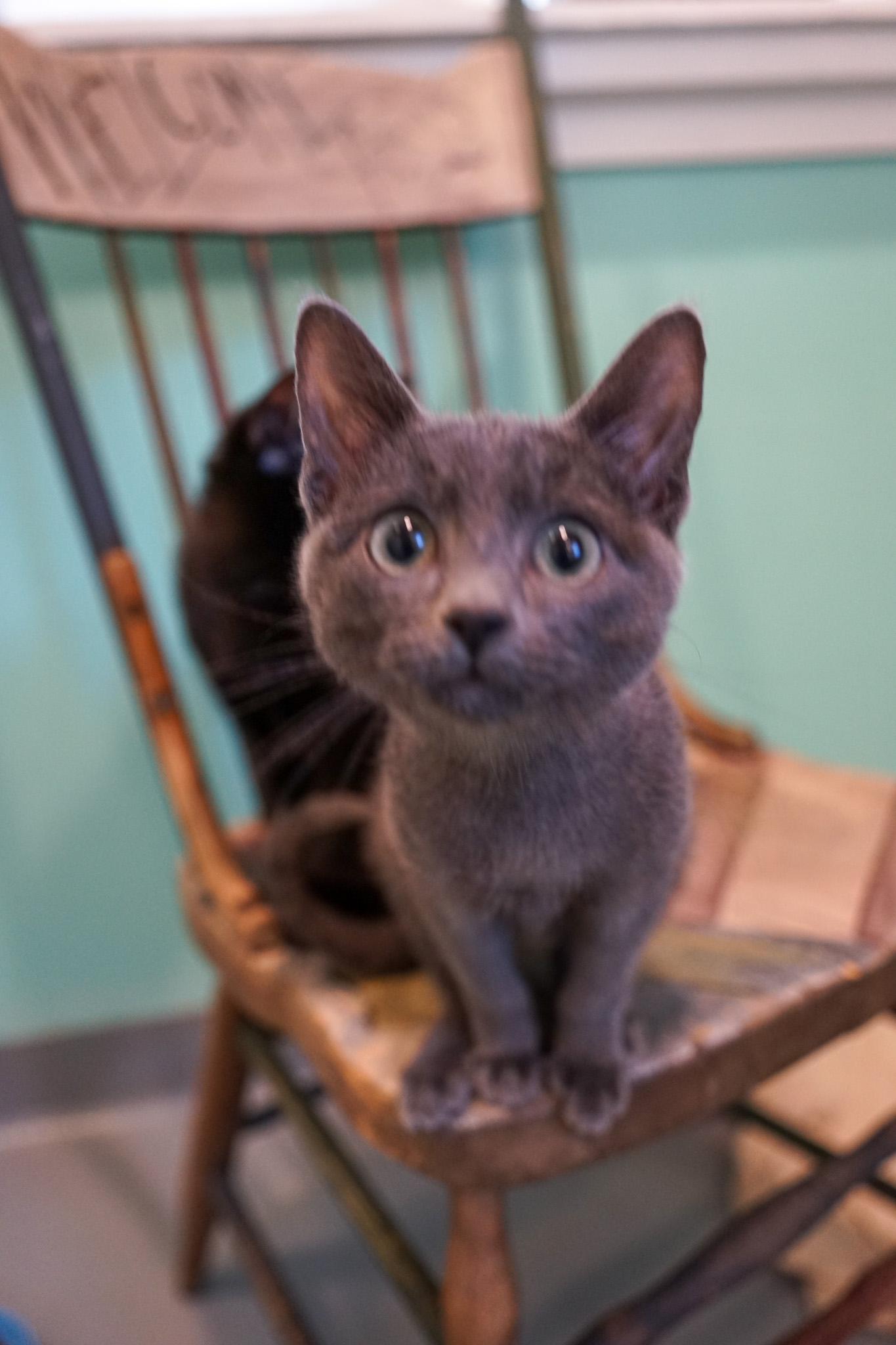 Butternut, Adoptable, Kitten Male Domestic Short Hair.