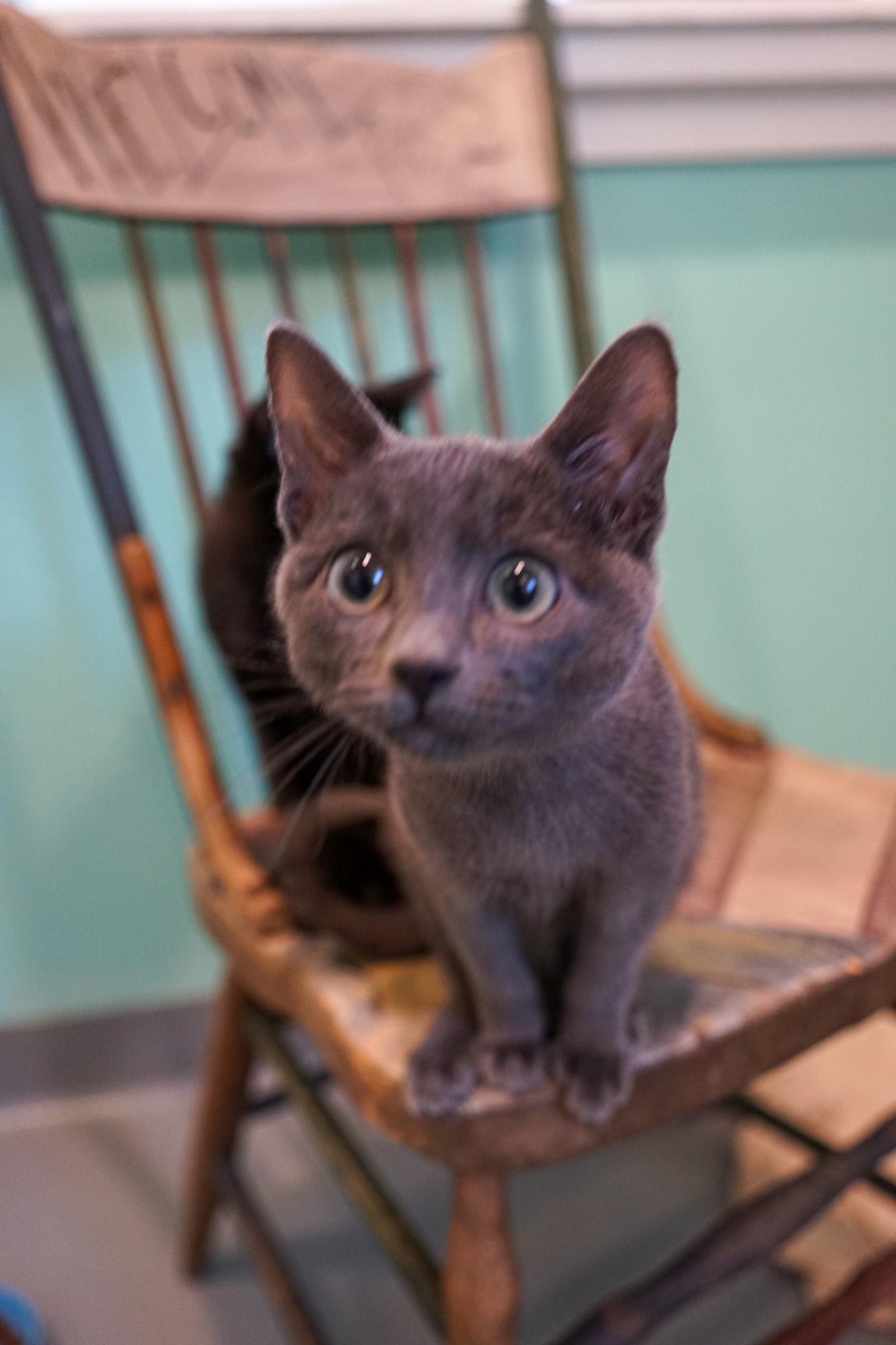 Enlarge Butternut, a Adoptable Domestic Short Hair in Jackson, WY image 2/4