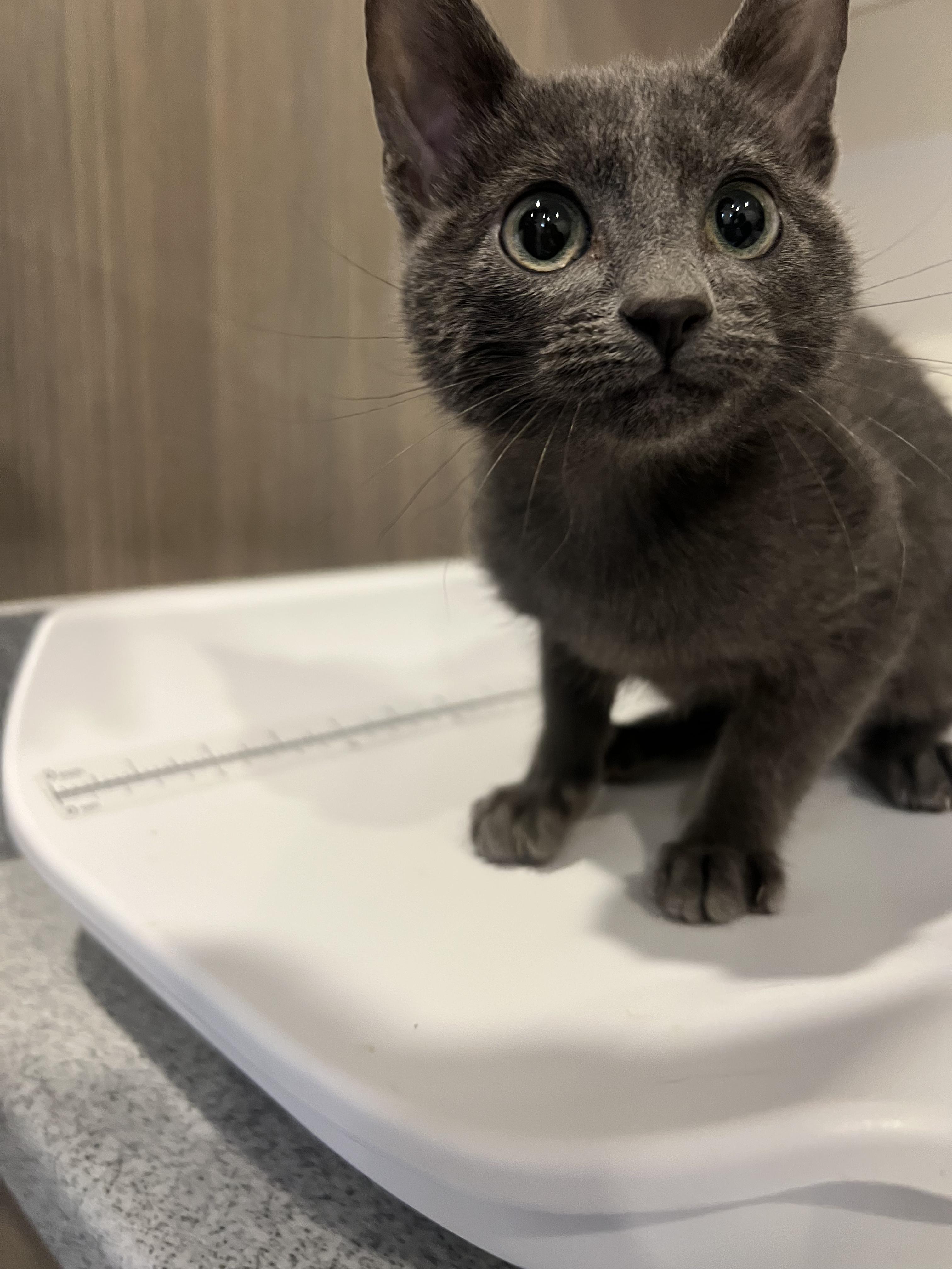 Enlarge Butternut, a Adoptable Domestic Short Hair in Jackson, WY image 4/4
