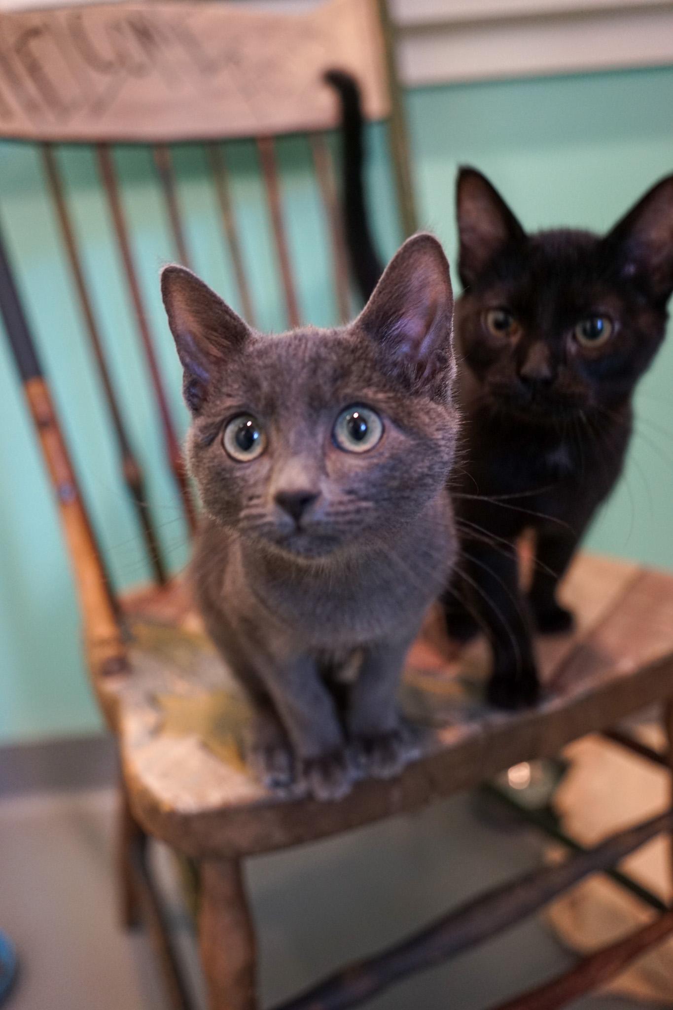 Enlarge Butternut, a Adoptable Domestic Short Hair in Jackson, WY image 3/4
