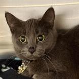 Enlarge Opti, an adopted Domestic Short Hair in Lansing, MI image 1/2