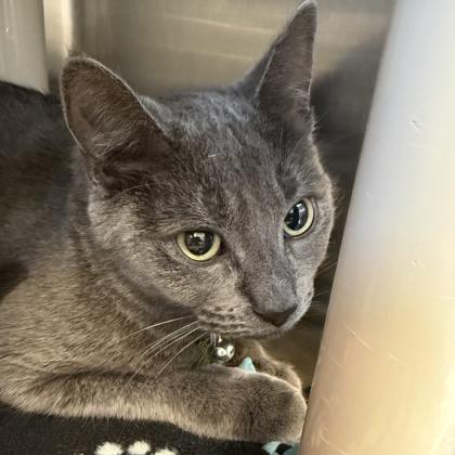 Enlarge Opti, an adopted Domestic Short Hair in Lansing, MI image 2/2