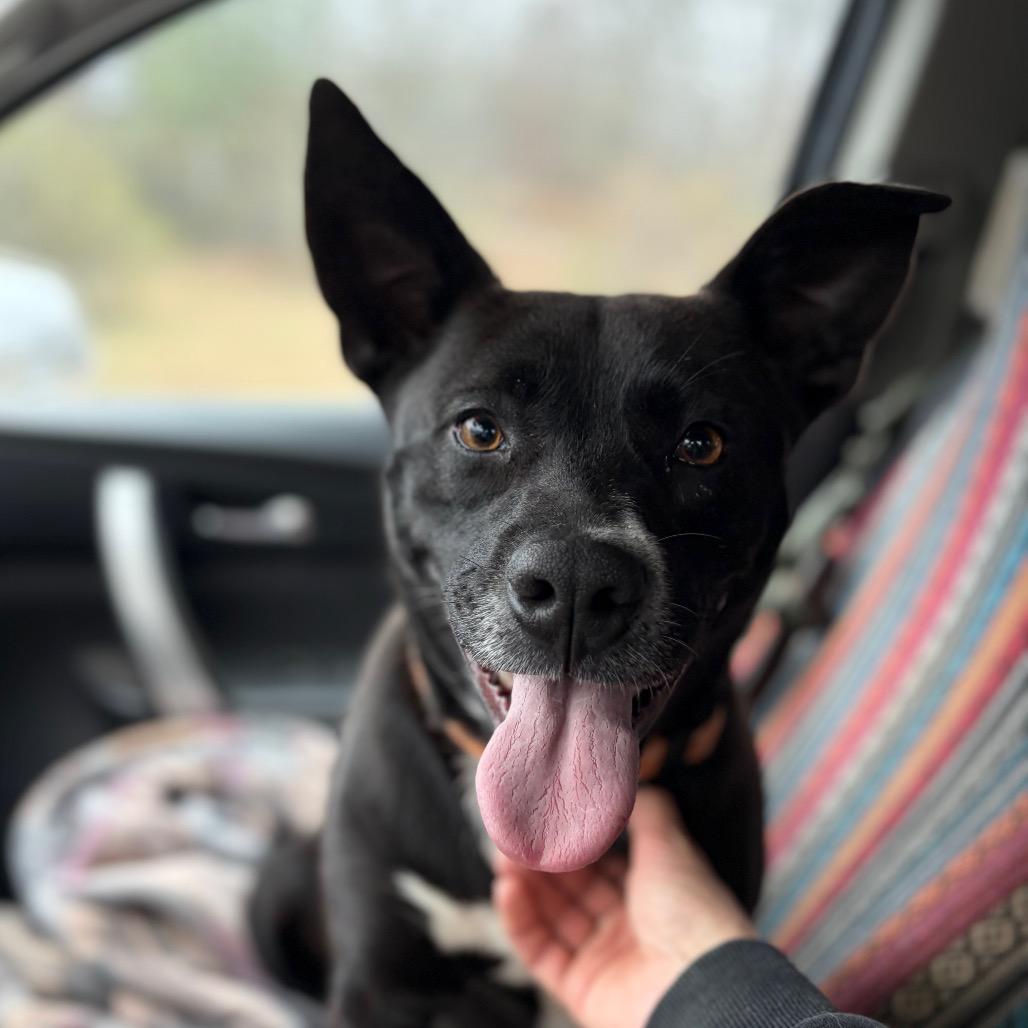 Enlarge Yoda, a ADOPTABLE mixed breed in Warner, NH image 3/4