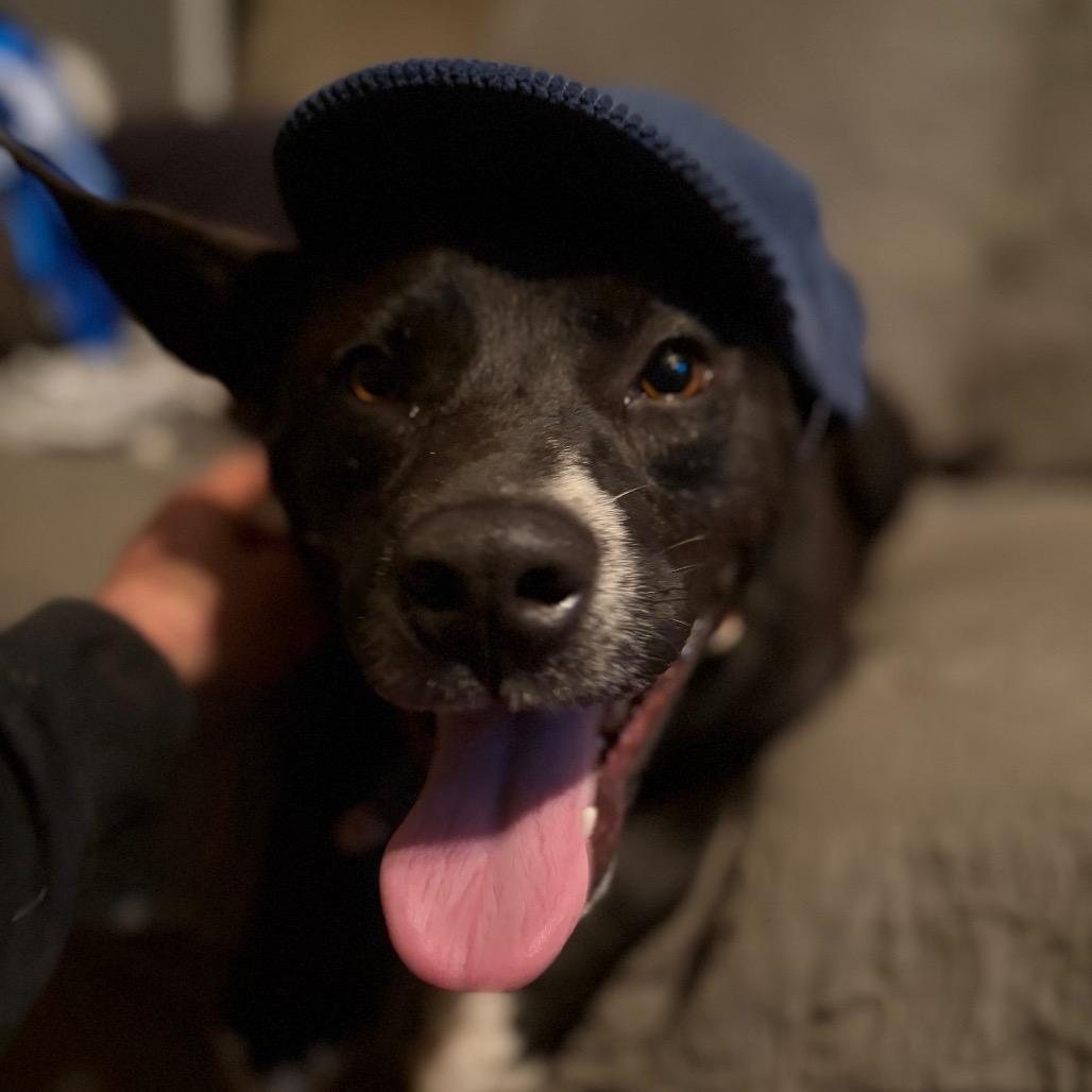 Enlarge Yoda, a ADOPTABLE mixed breed in Warner, NH image 2/4