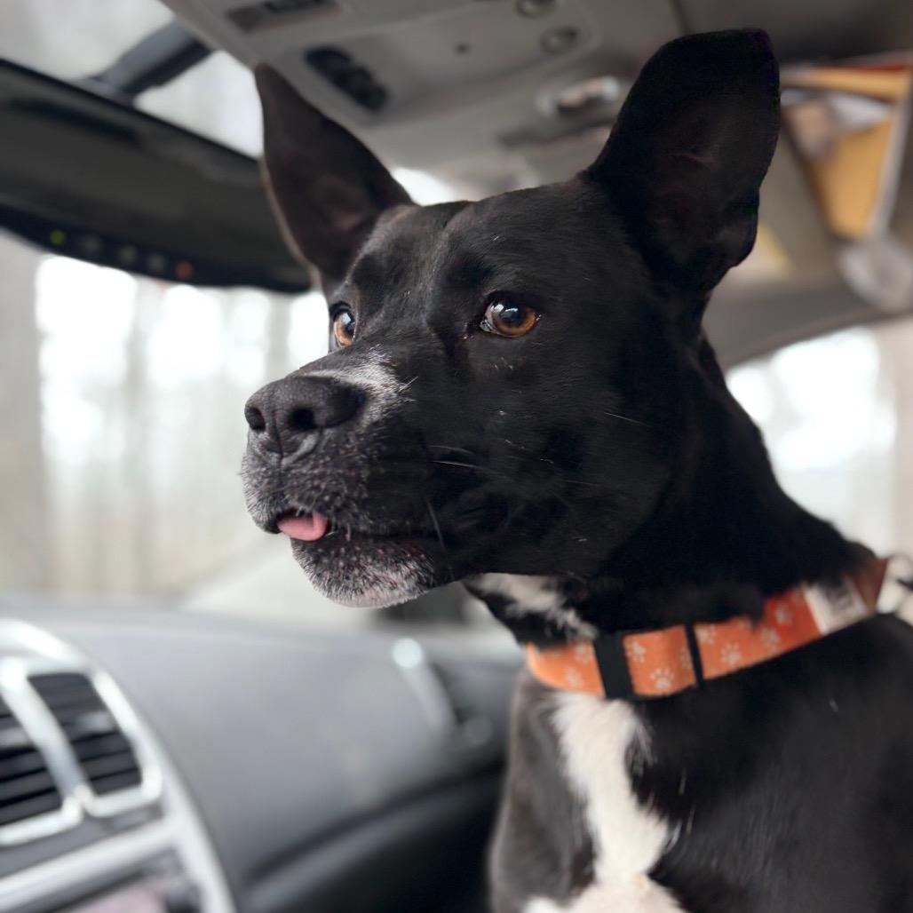 Enlarge Yoda, a ADOPTABLE mixed breed in Warner, NH image 1/4