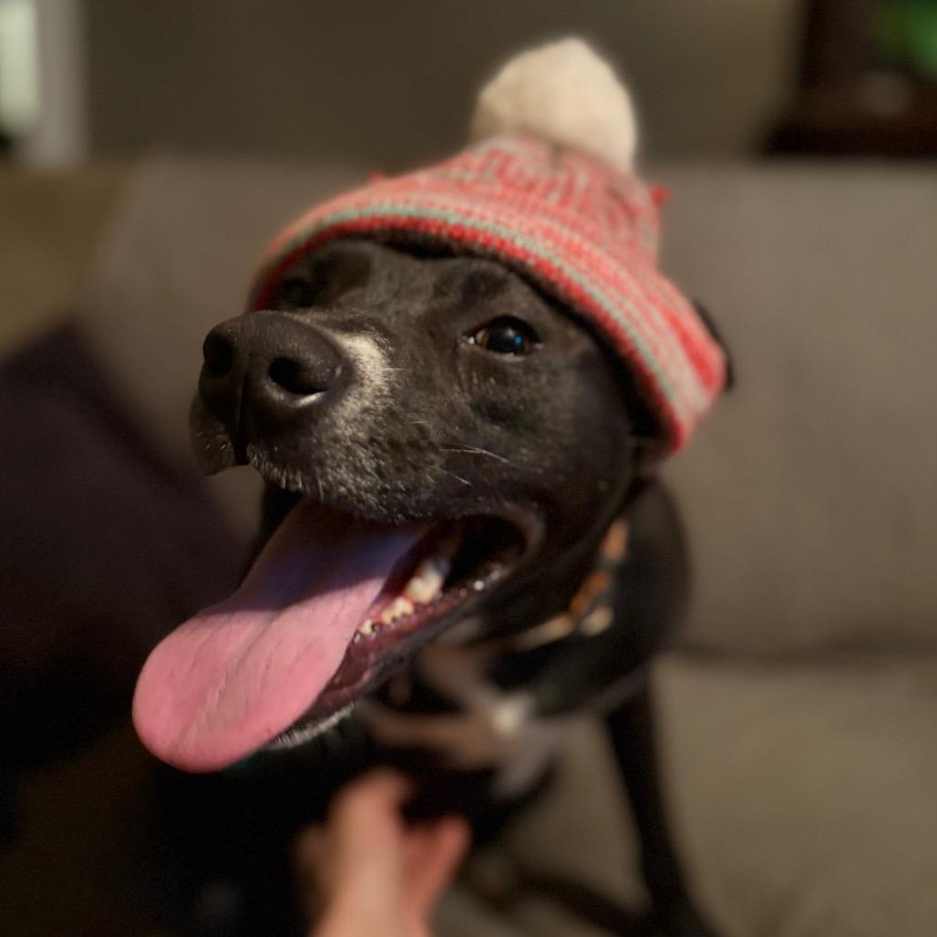 Enlarge Yoda, a ADOPTABLE mixed breed in Warner, NH image 4/4