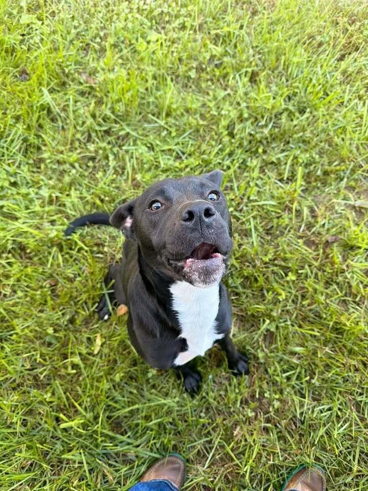 Opal, Adoptable, Adult Female Pit Bull Terrier.