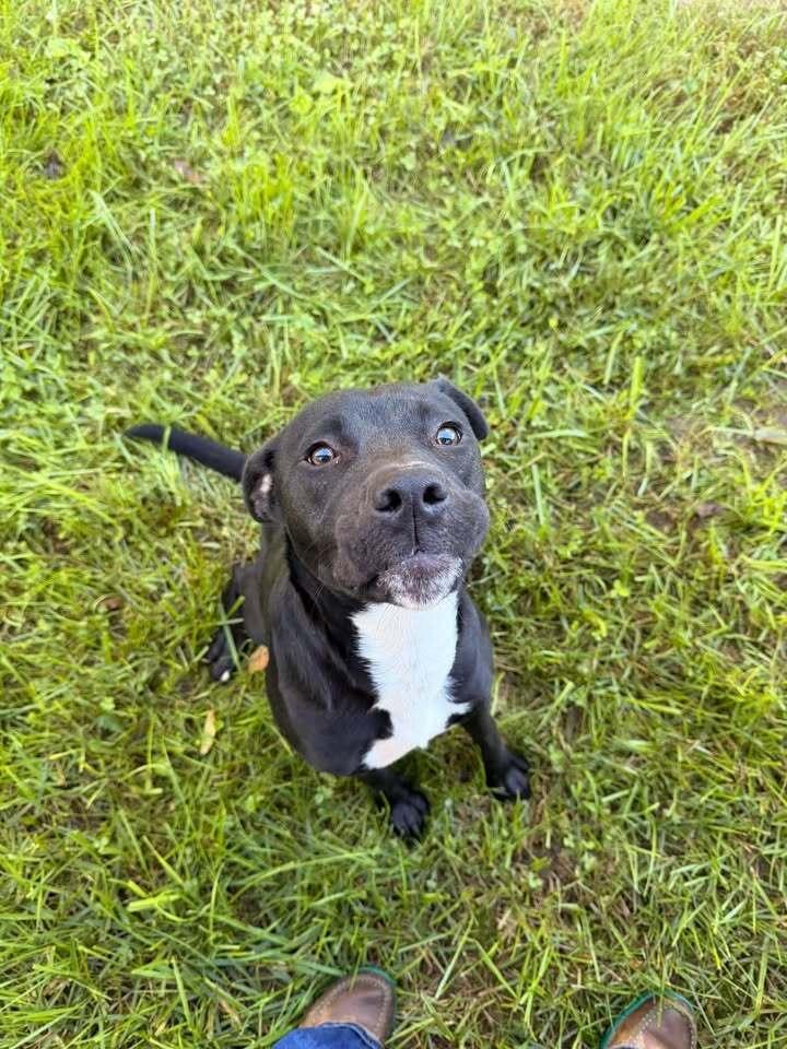 Enlarge Opal, a Adoptable mixed breed in Hillsboro, OH image 2/2