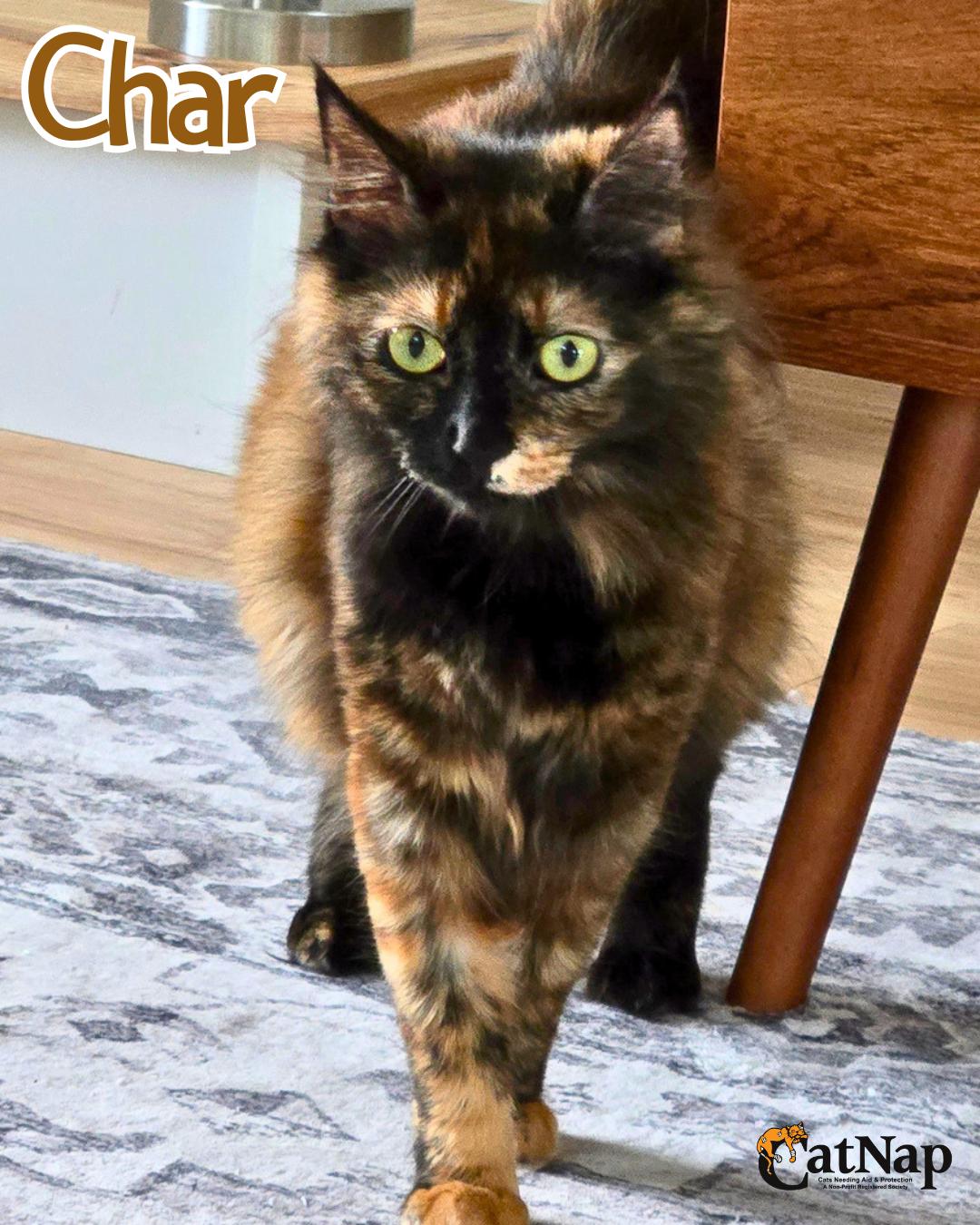 Char, an adopted Domestic Long Hair in Nanaimo, BC image 1/2