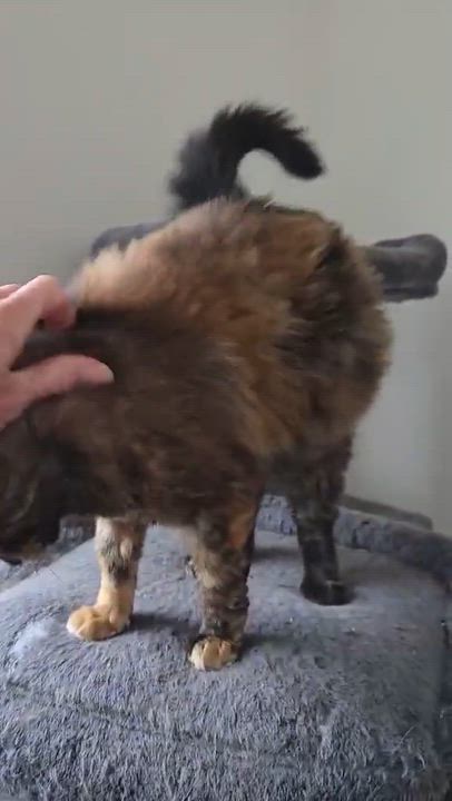 Enlarge Char, an adopted Domestic Long Hair in Nanaimo, BC video 2/2