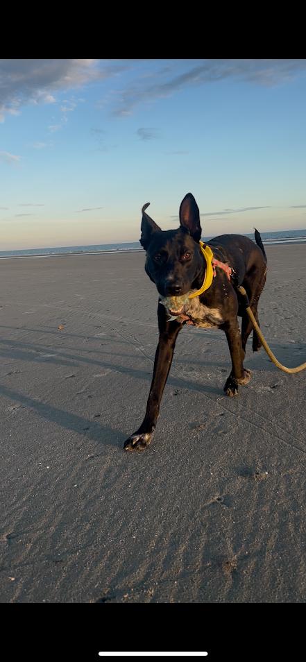 Enlarge Zeke, a Adoptable mixed breed in North Charleston, SC image 5/6