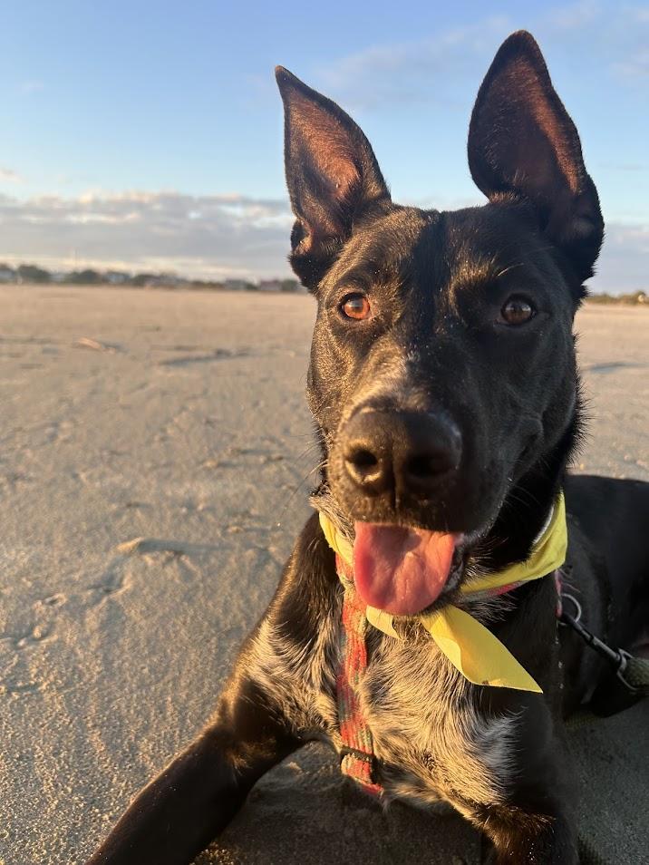 Zeke, Adoptable, Young Male Labrador Retriever & Border Collie.