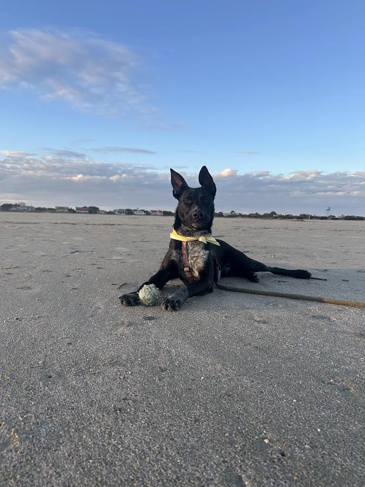 Enlarge Zeke, a Adoptable mixed breed in North Charleston, SC image 6/6