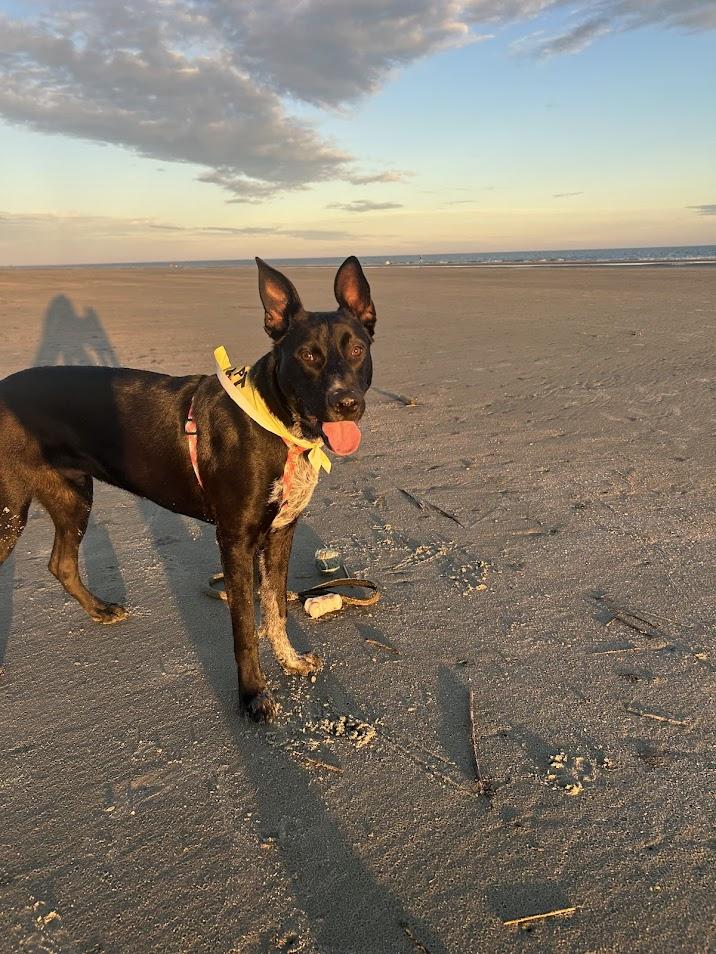 Enlarge Zeke, a Adoptable mixed breed in North Charleston, SC image 2/6