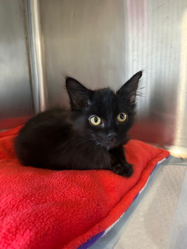 Wyatt, ADOPTABLE, Kitten Male Domestic Medium Hair.