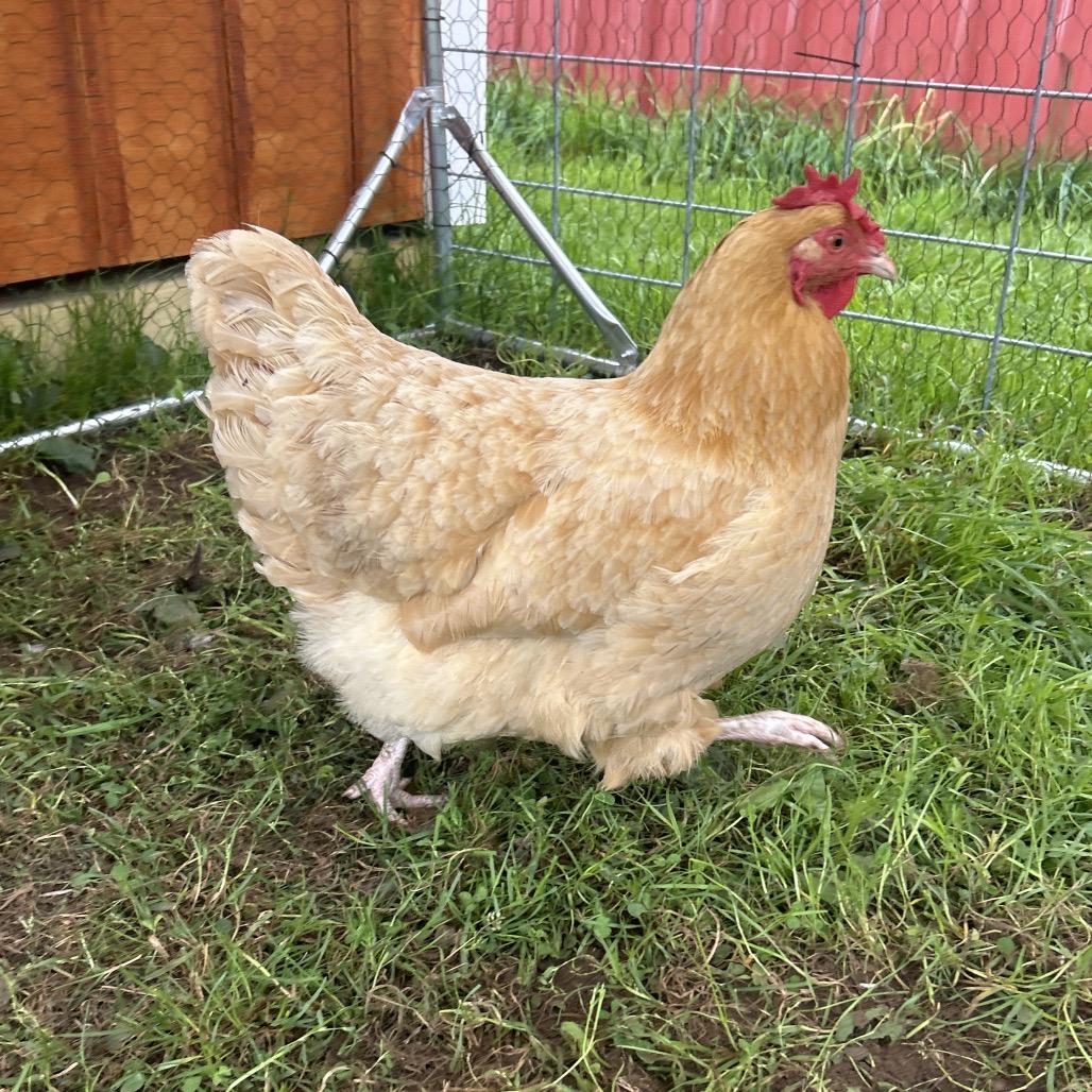 Margot, Adoptable, Adult Female Chicken.