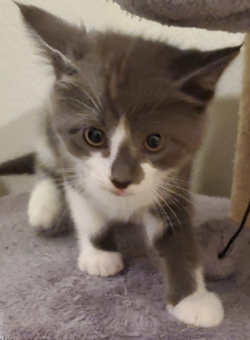 Fettuccini, Baby Female unknown