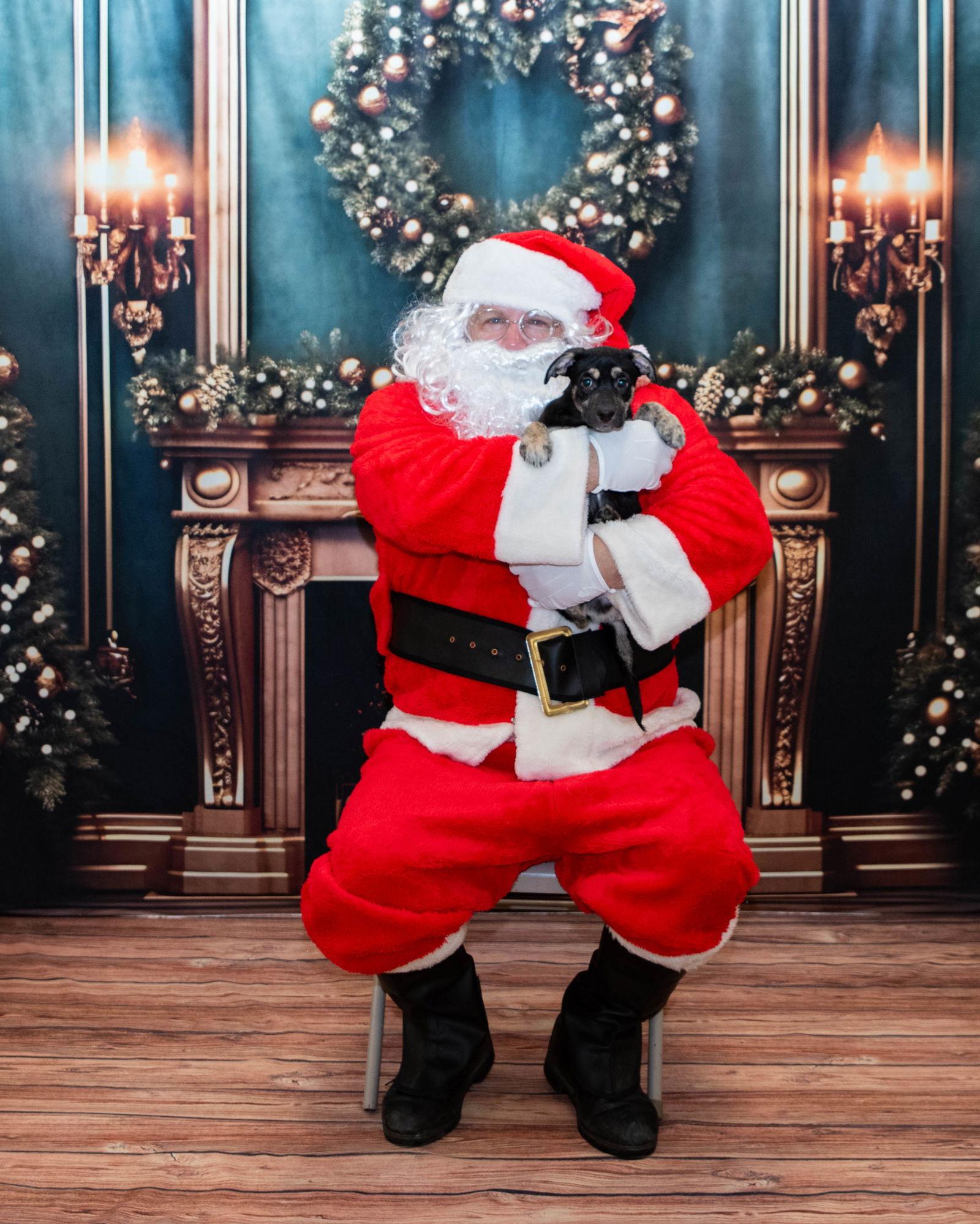 Puppy Stevie Nicks thumbnail 3