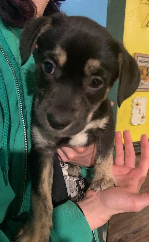 Puppy Stevie Nicks thumbnail 4