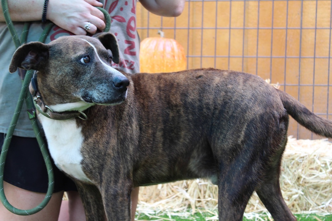 Jonah, a Adoptable Terrier in Jacksonville, TX image 1/3