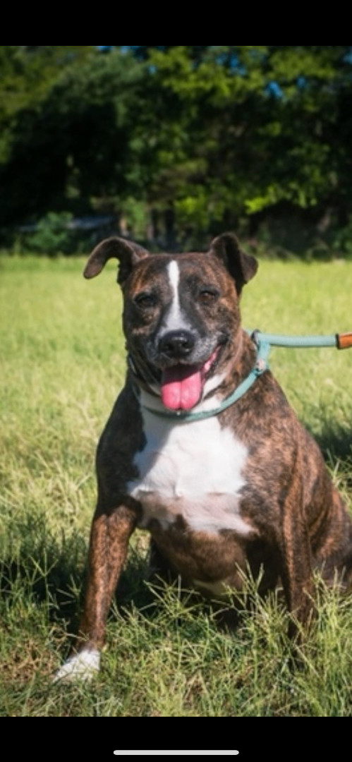 Jonah, a Adoptable Terrier in Jacksonville, TX image 2/3