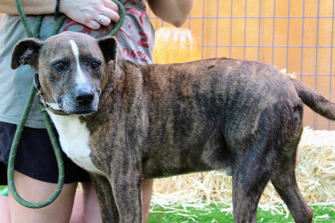 Jonah, a Adoptable Terrier in Jacksonville, TX image 3/3