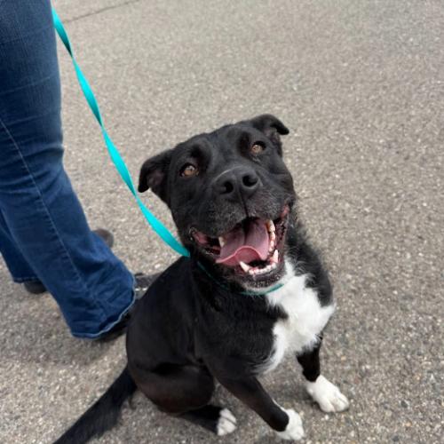 Enlarge Rox, a Adoptable mixed breed in Grand Junction, CO image 2/5