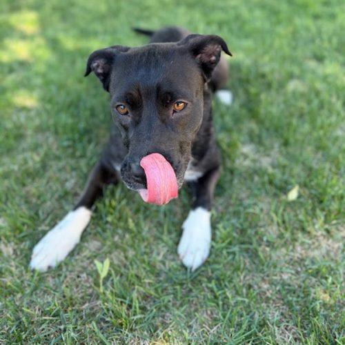 Rox, a Adoptable mixed breed in Grand Junction, CO image 2/5