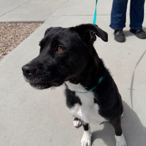 Enlarge Rox, a Adoptable mixed breed in Grand Junction, CO image 3/5